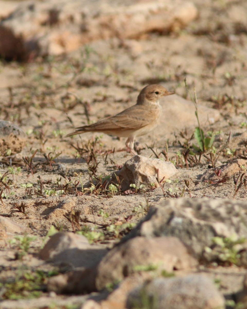 skřivan pruhoocasý - ML644958051