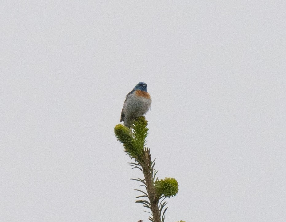 Lazuli Bunting - ML644958065