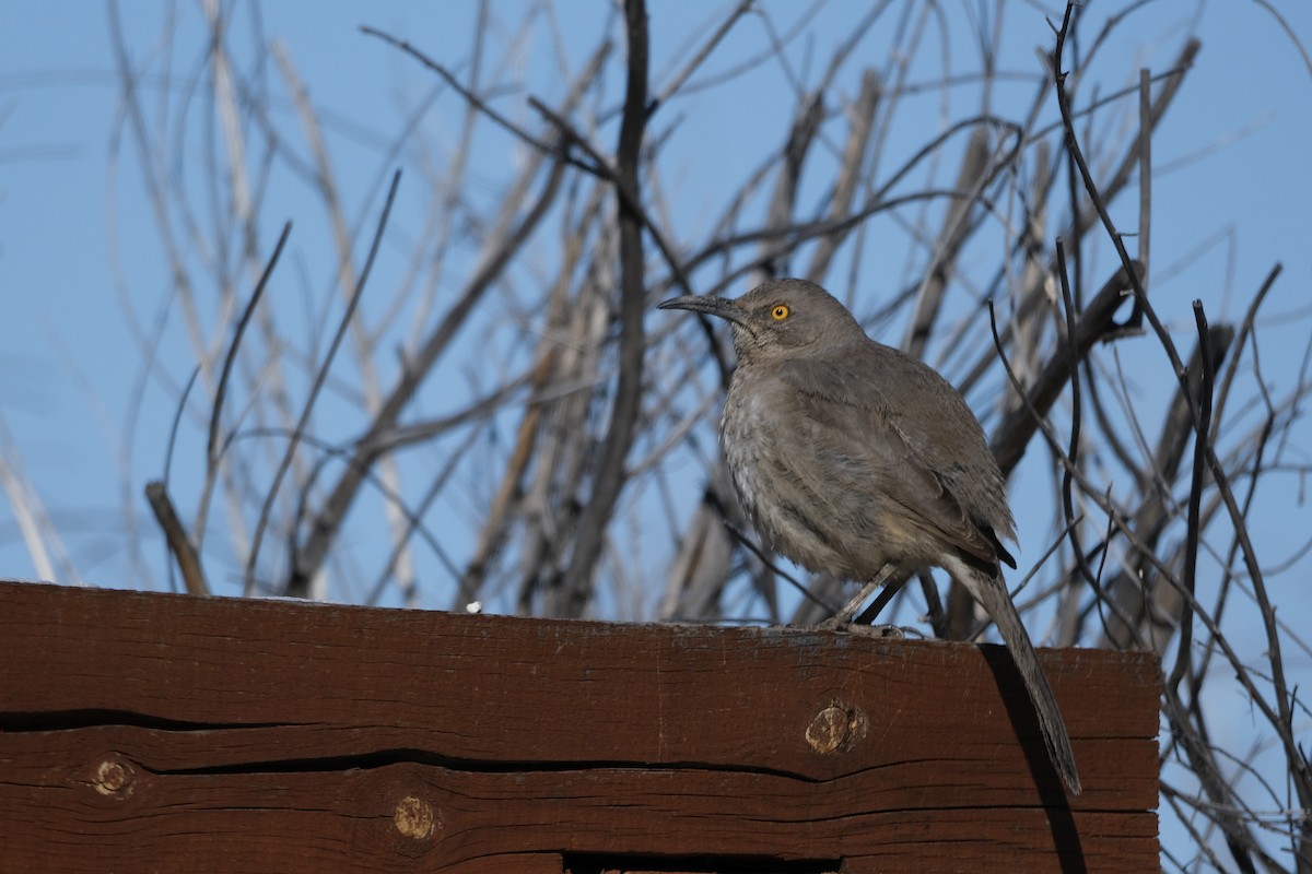 Curve-billed Thrasher - ML644958066