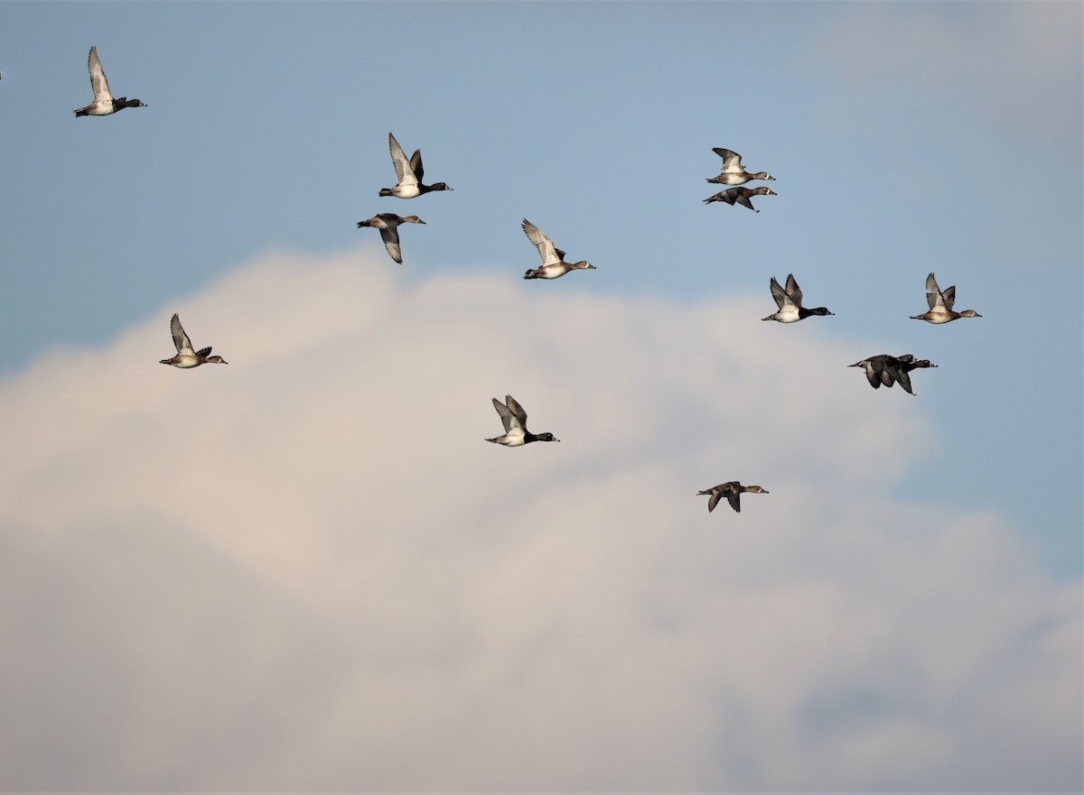 環頸潛鴨 - ML644958067