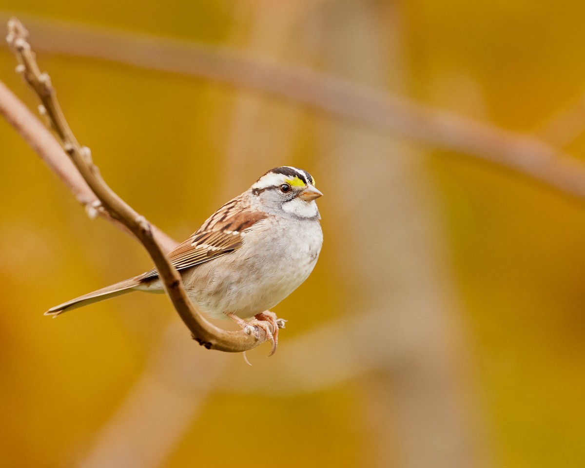 White-throated Sparrow - ML644958084