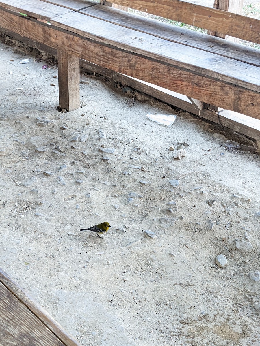 Pine Warbler - ML644958105