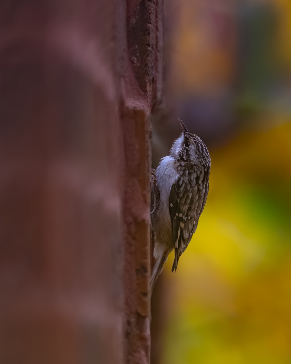 Brown Creeper - ML644958121