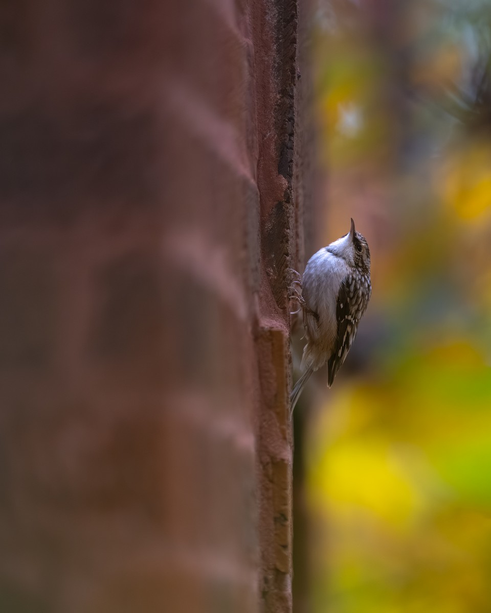 Brown Creeper - ML644958123