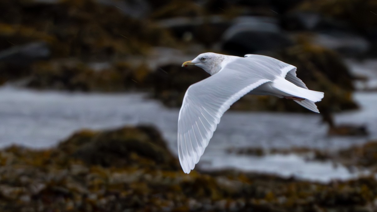 Ipar-kaioa - ML644958130