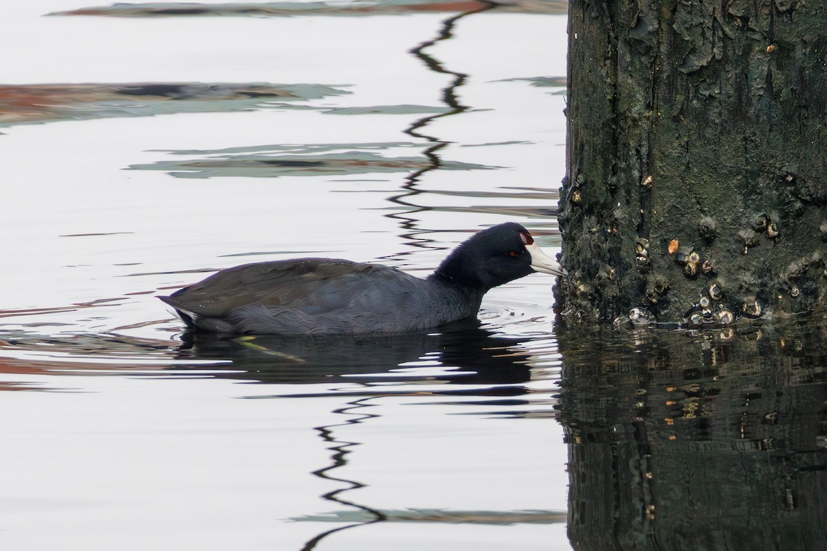 American Coot (Red-shielded) - ML644958147