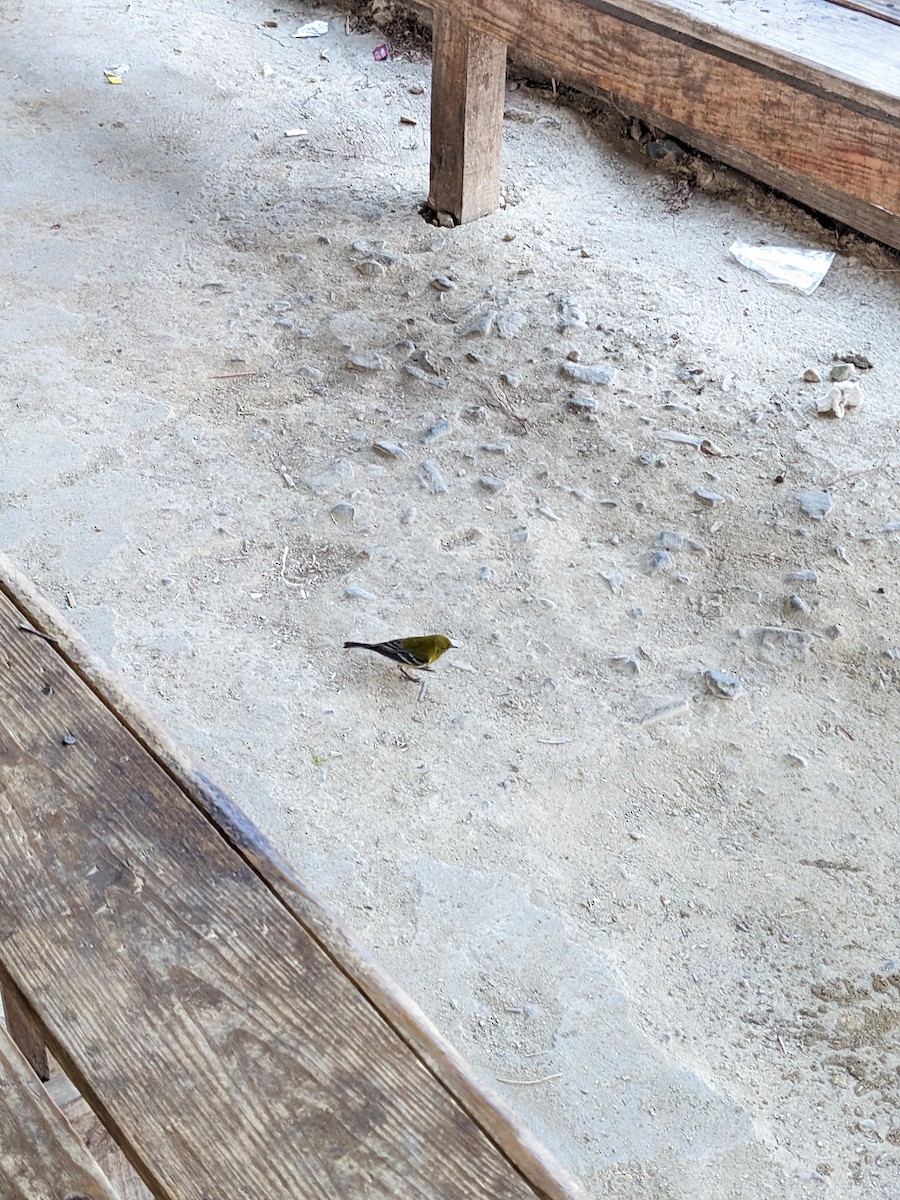 Pine Warbler - ML644958153