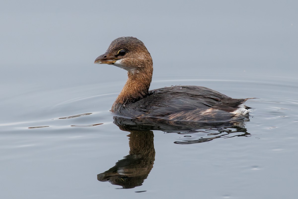 Pied-billed Grebe - ML644958156