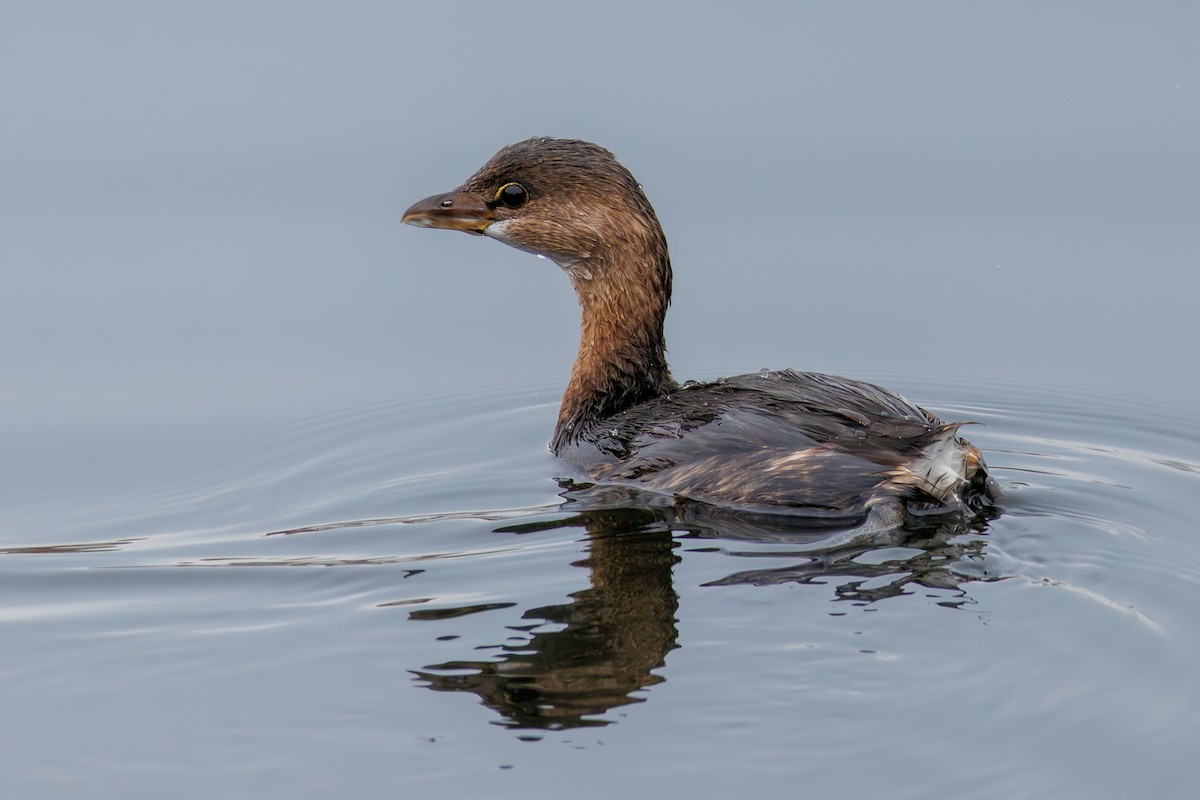 Pied-billed Grebe - ML644958157