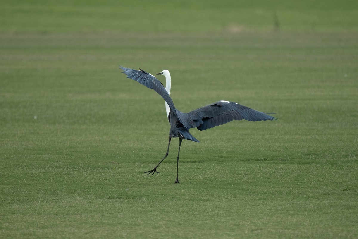 Pacific Heron - ML644958193