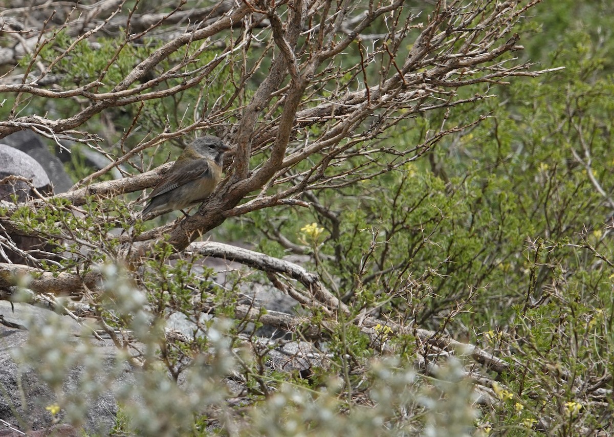 Gray-hooded Sierra Finch - ML644958196