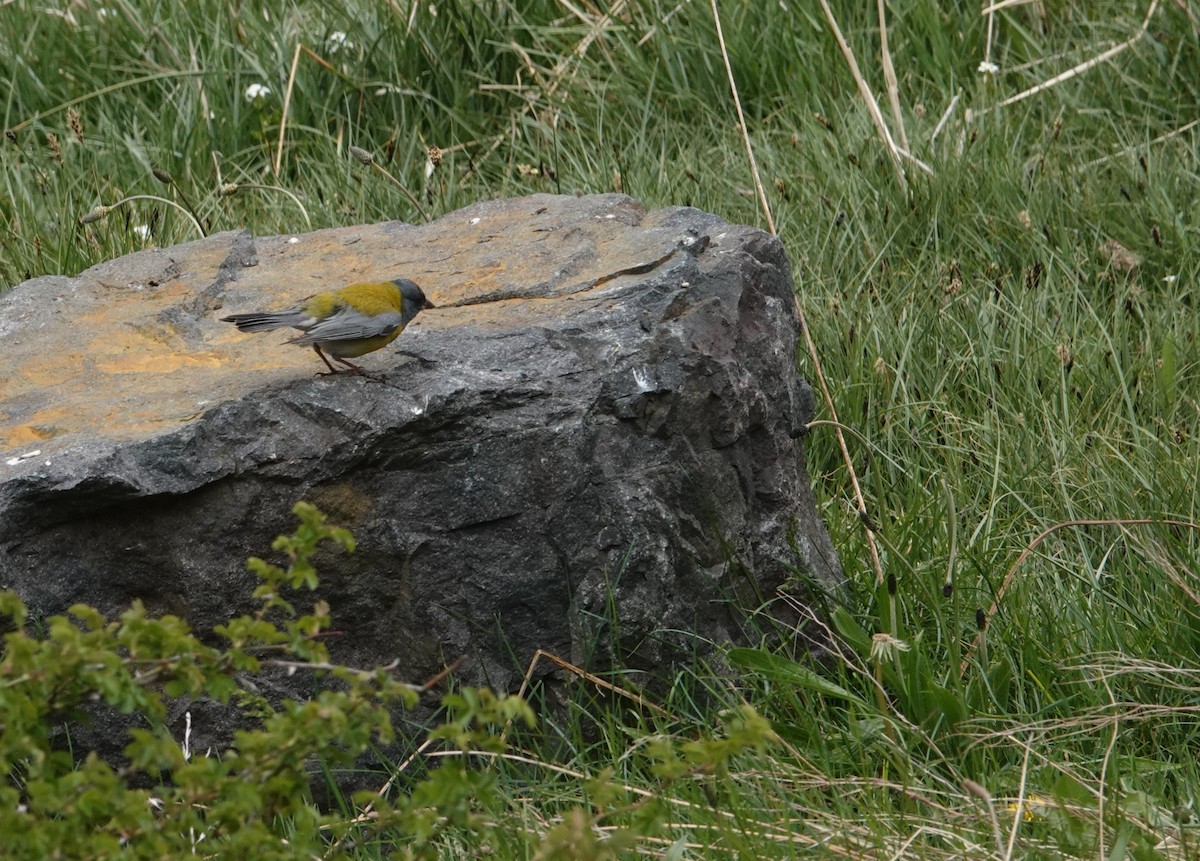 Gray-hooded Sierra Finch - ML644958197