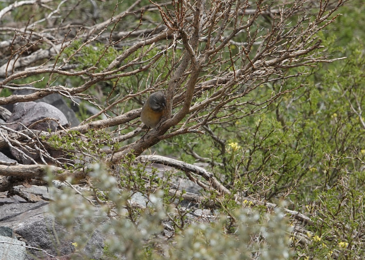 Gray-hooded Sierra Finch - ML644958198