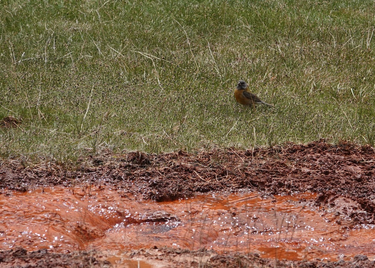 Gray-hooded Sierra Finch - ML644958199