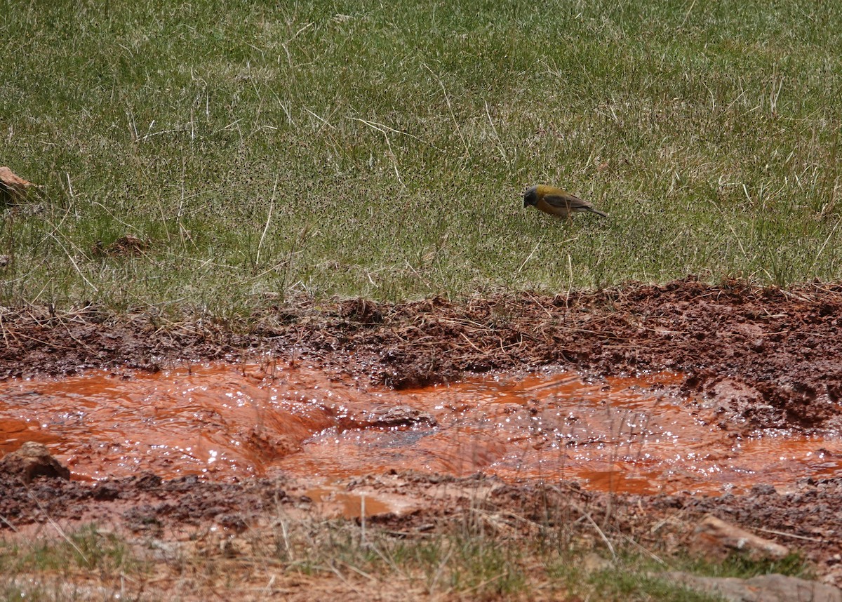 Gray-hooded Sierra Finch - ML644958200