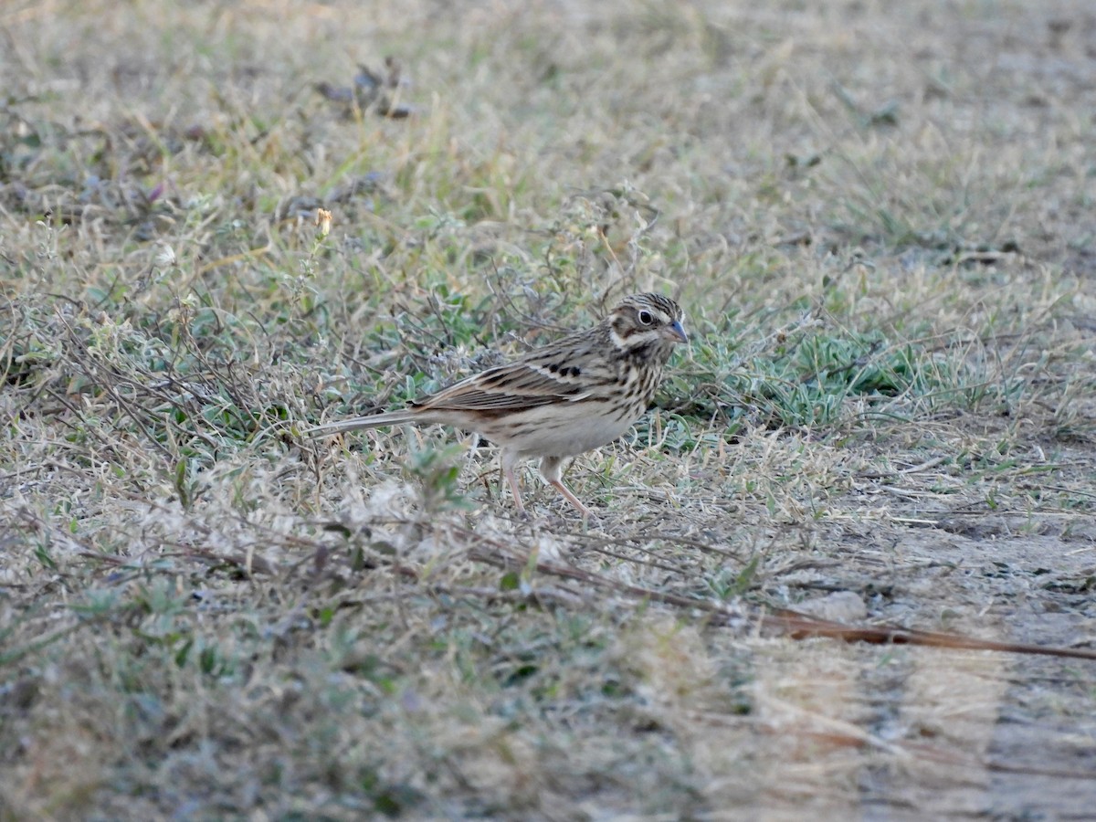 Vesper Sparrow - ML644958207