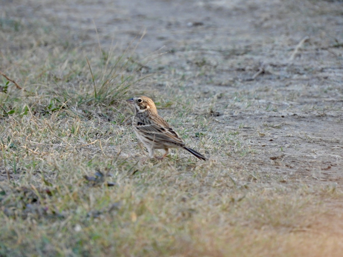 Vesper Sparrow - ML644958217