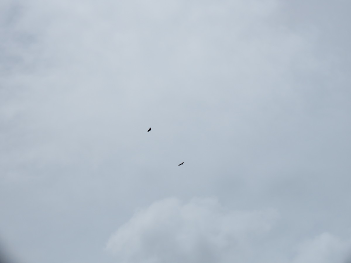 Чёрная катарта - ML644958219