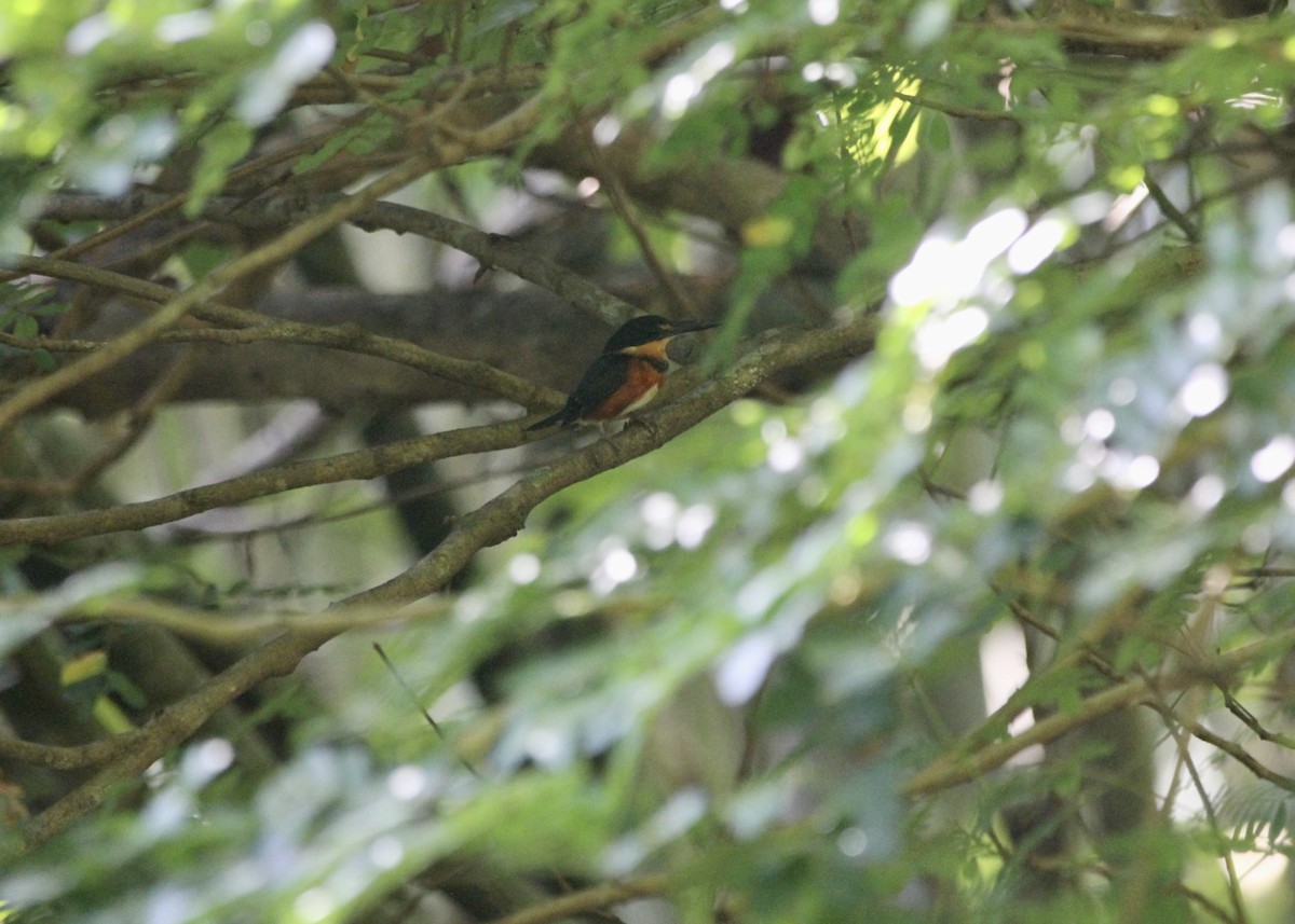 American Pygmy Kingfisher - ML644958300