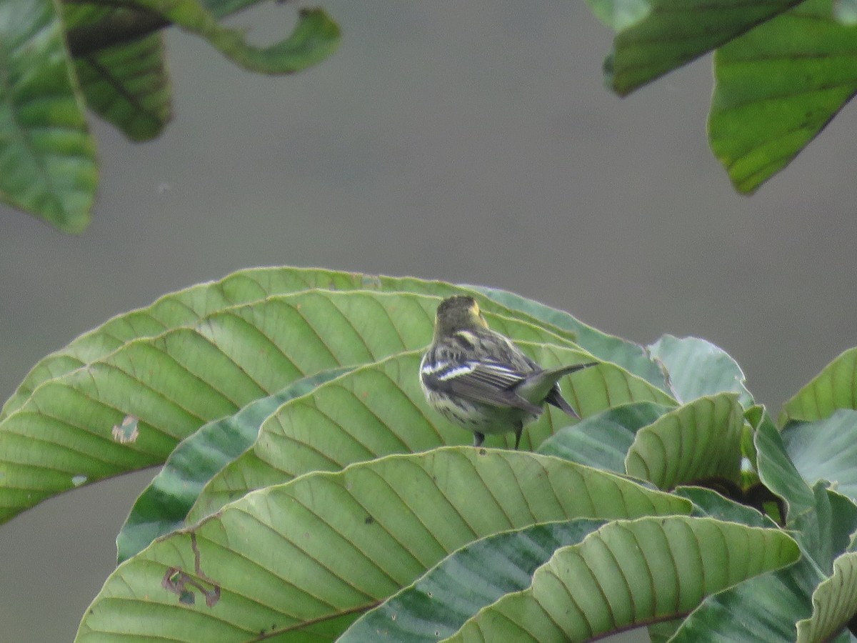 Reinita Gorjinaranja - ML644958322