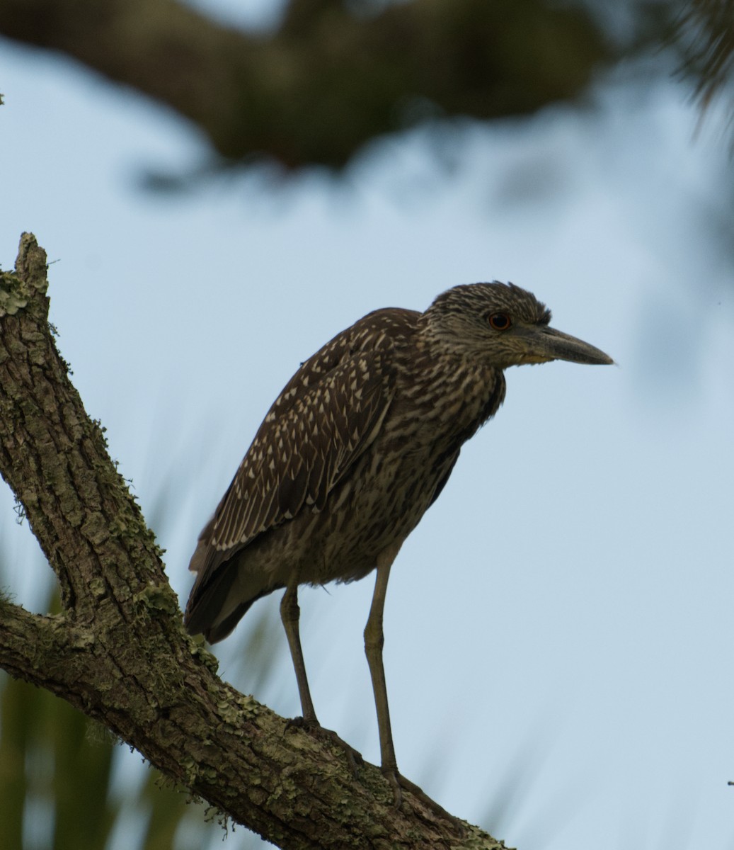Yellow-crowned Night Heron - ML644958337