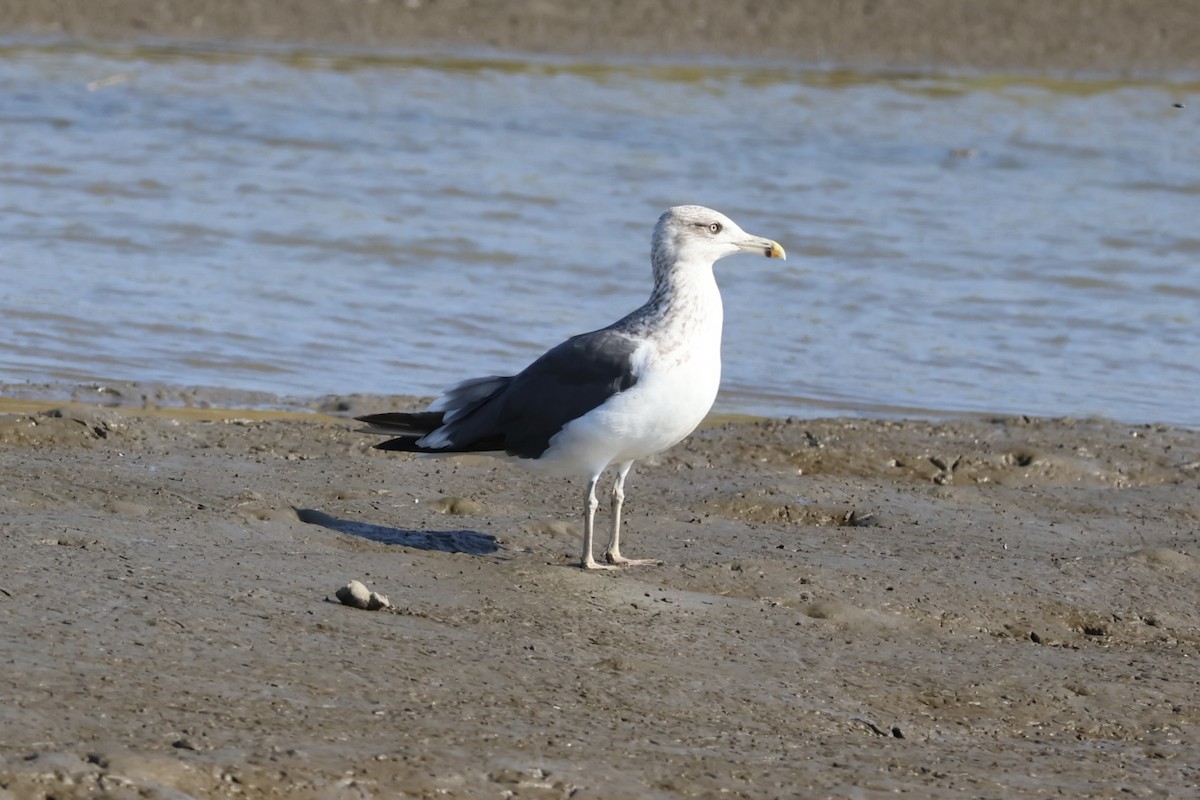 Lesser Black-backed Gull - ML644958398