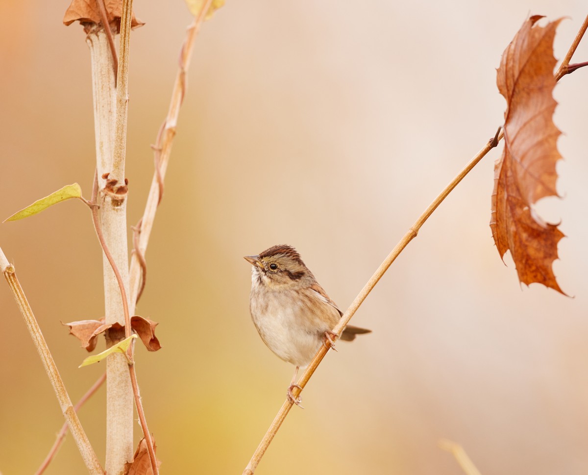 Swamp Sparrow - ML644958403