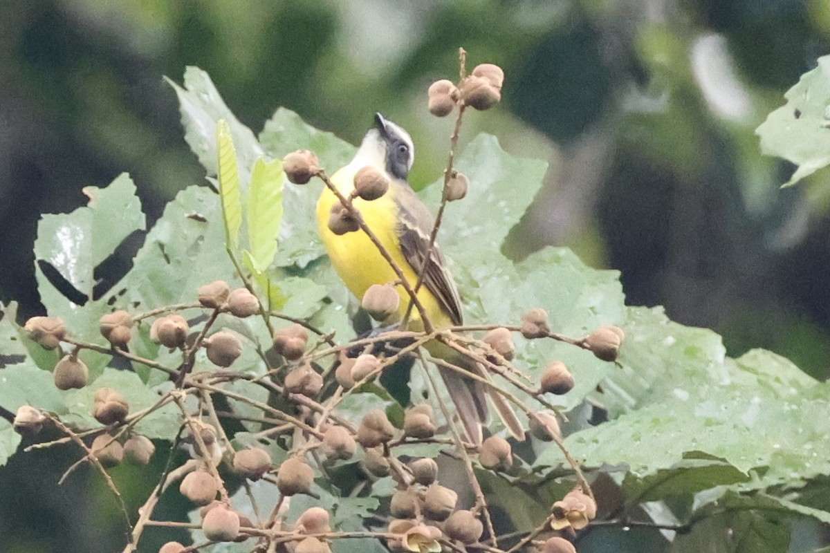 Tyran sociable - ML644958411