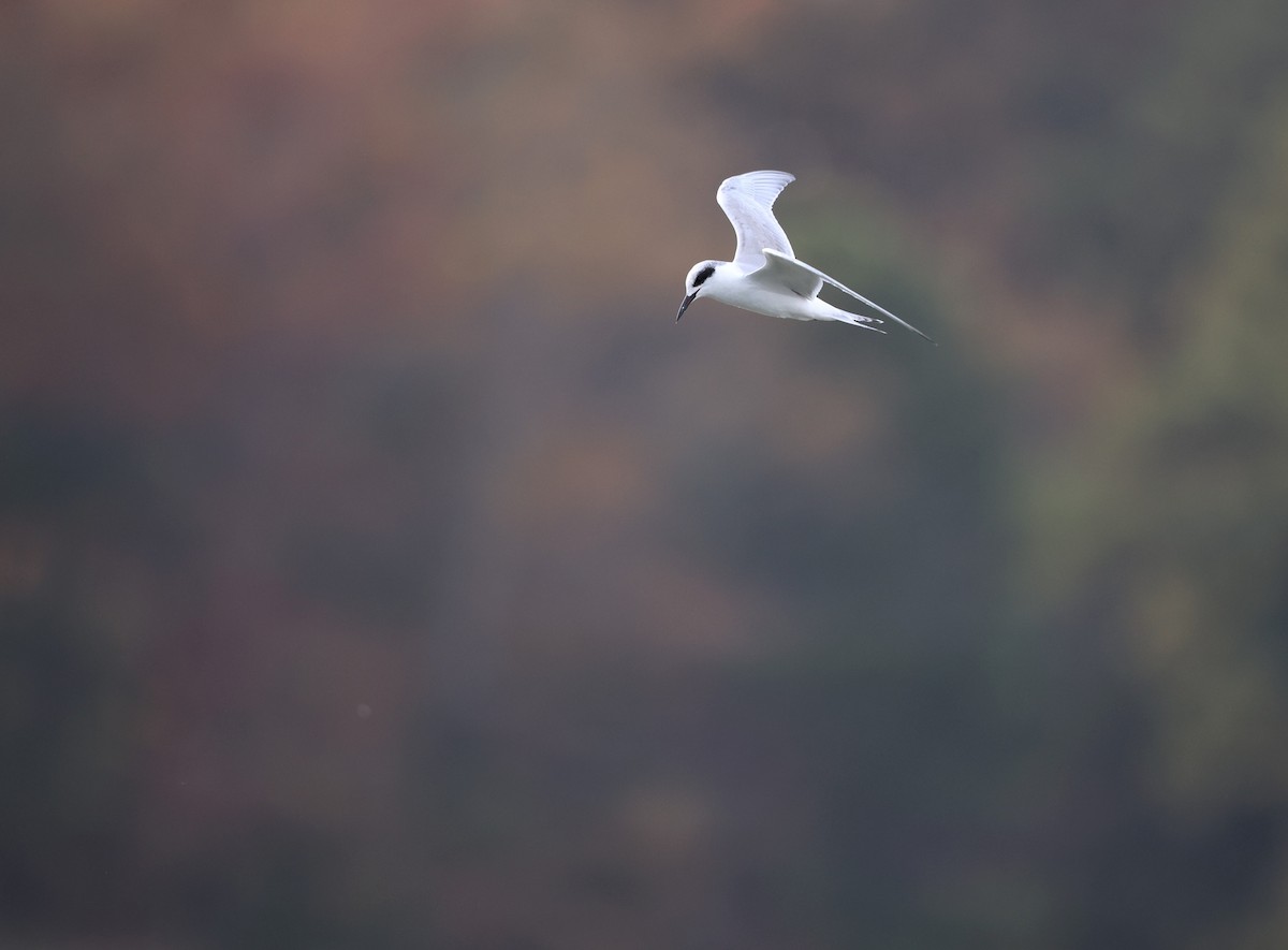 Forster's Tern - ML644958422