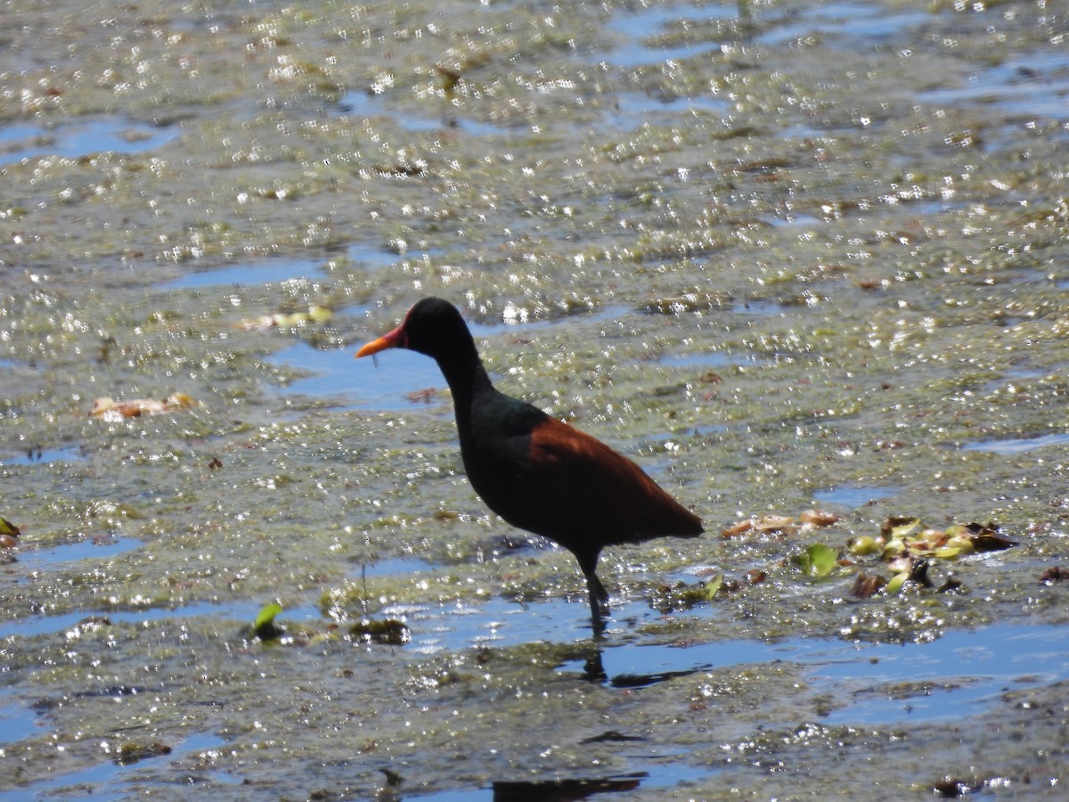 Wattled Jacana - ML644958437