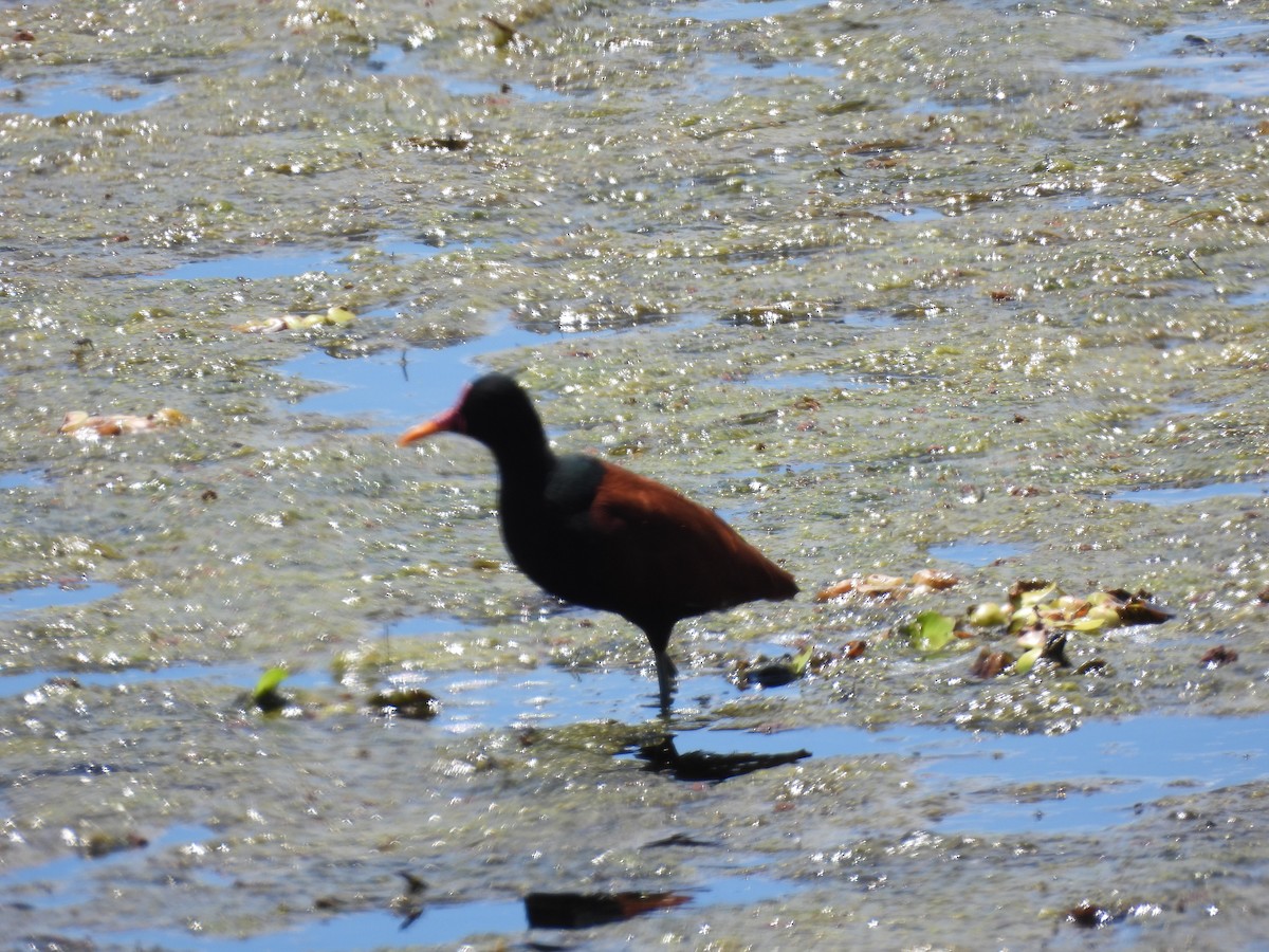 Wattled Jacana - ML644958438