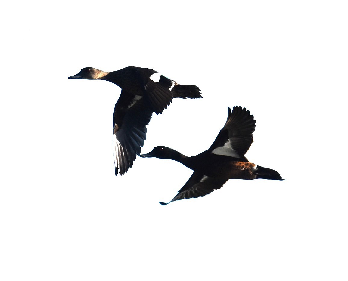 Chestnut Teal - ML644958446