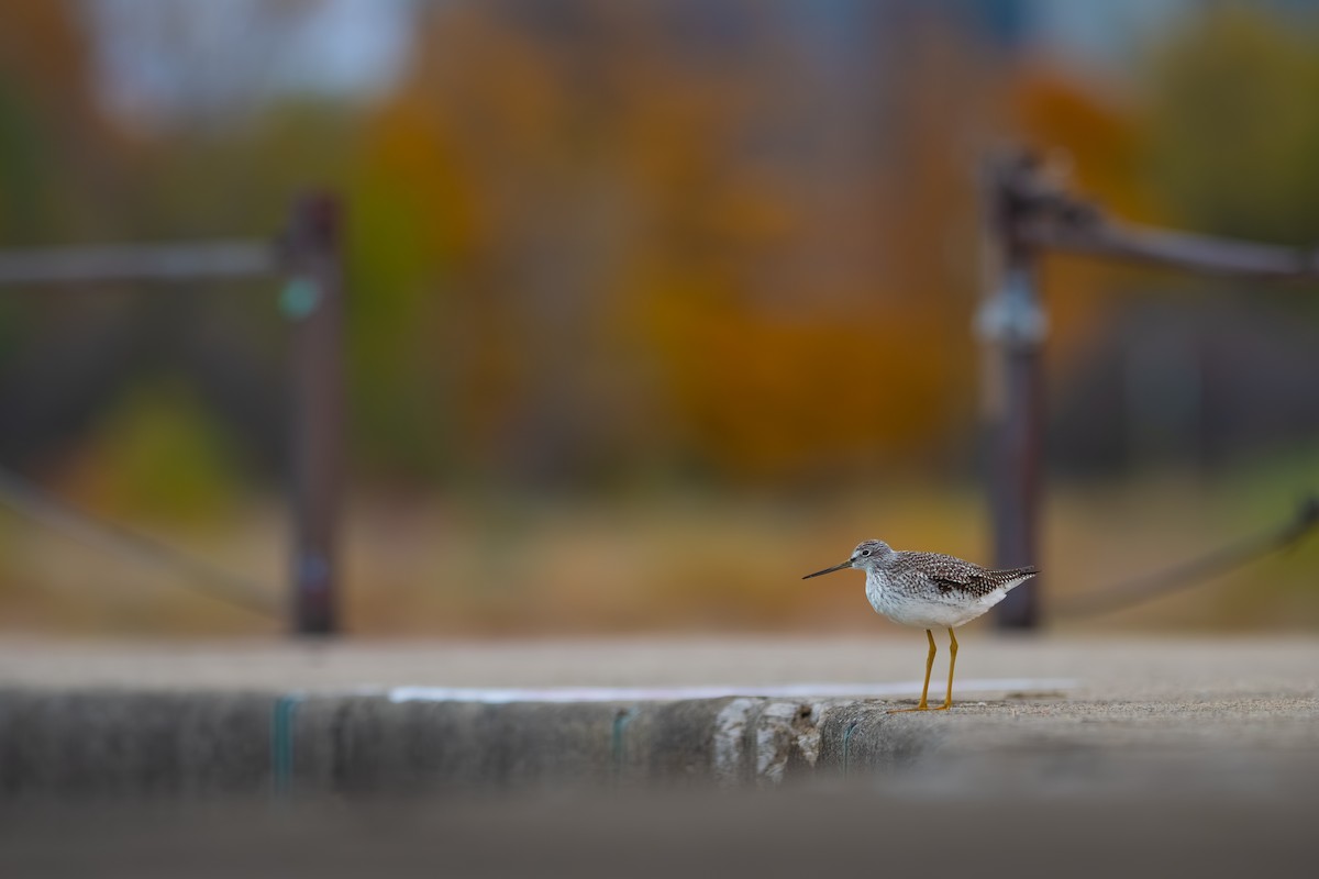 Greater Yellowlegs - ML644958453