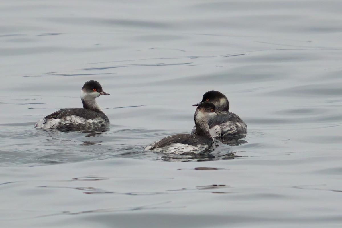 Eared Grebe - ML644958456