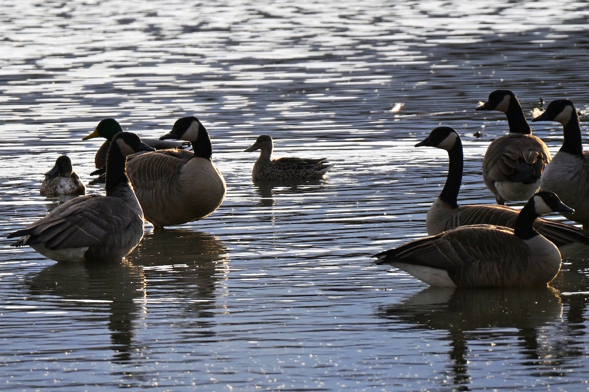 Canada Goose - ML644958494