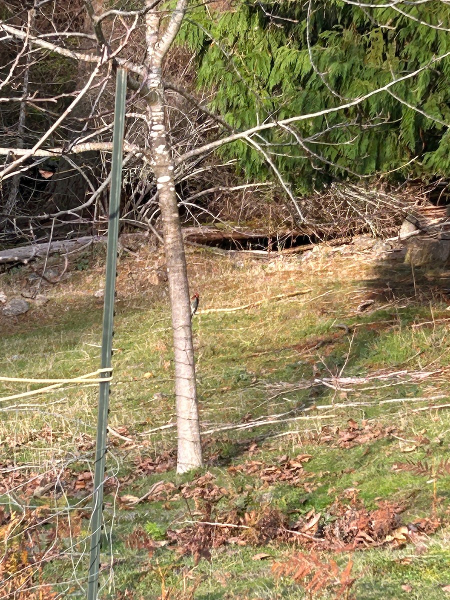 Red-breasted Sapsucker - ML644958496