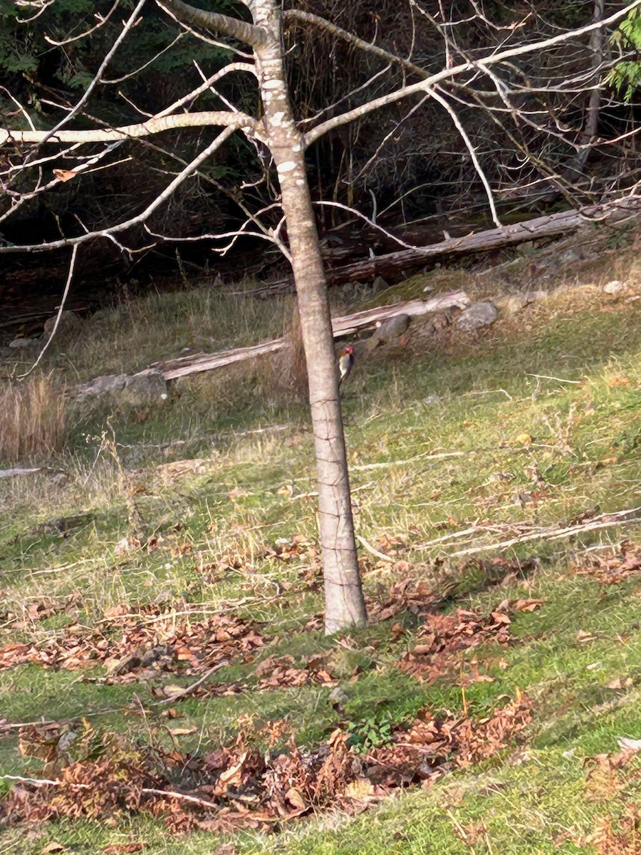 Red-breasted Sapsucker - ML644958497