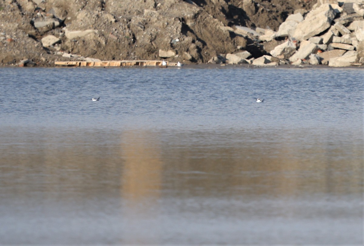 Forster's Tern - ML644958499