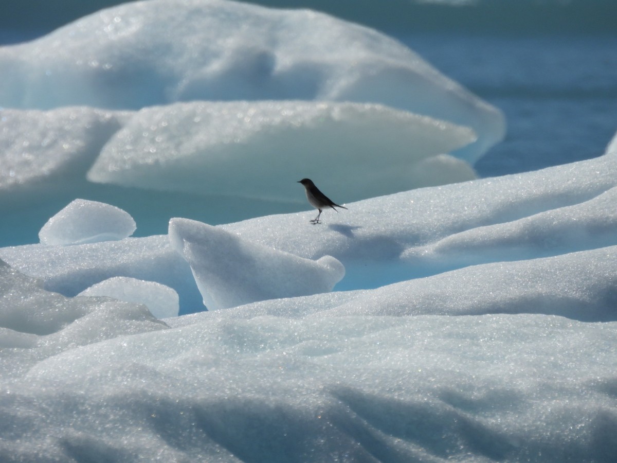 Dark-faced Ground-Tyrant - ML644958510
