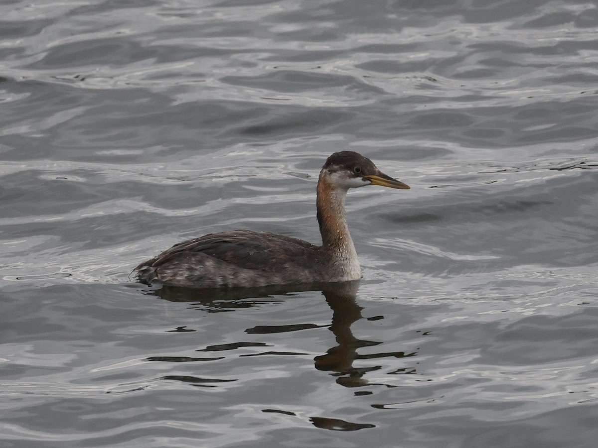 Red-necked Grebe - ML644958539