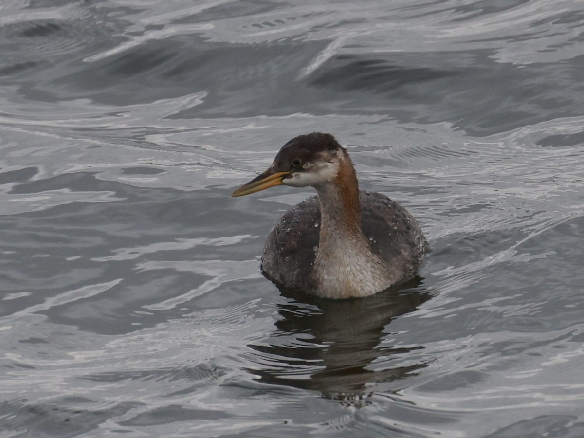Red-necked Grebe - ML644958542