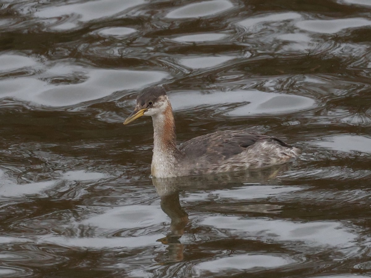 Red-necked Grebe - ML644958548
