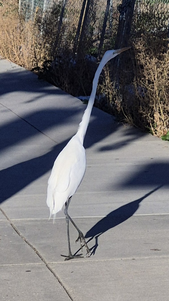 Great Egret - ML644958558