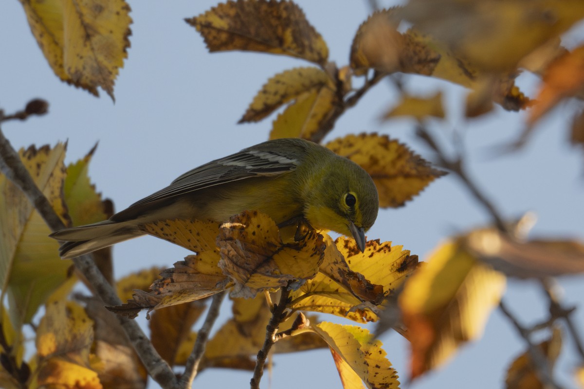 Pine Warbler - ML644958564