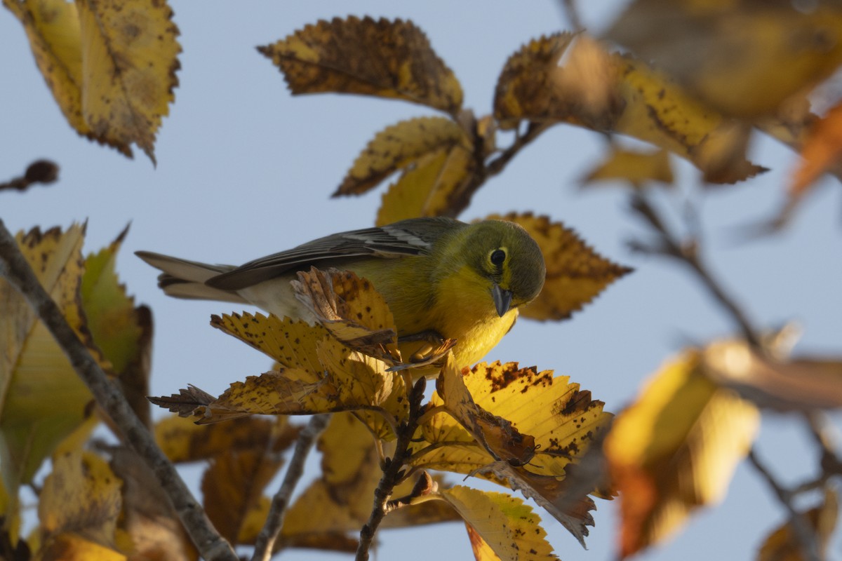 Pine Warbler - ML644958565
