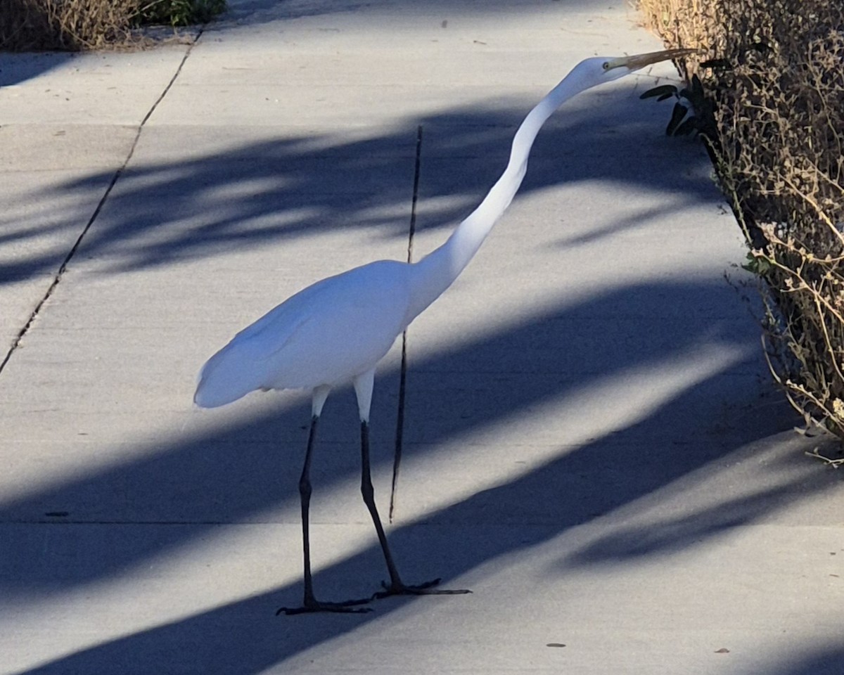 Great Egret - ML644958574