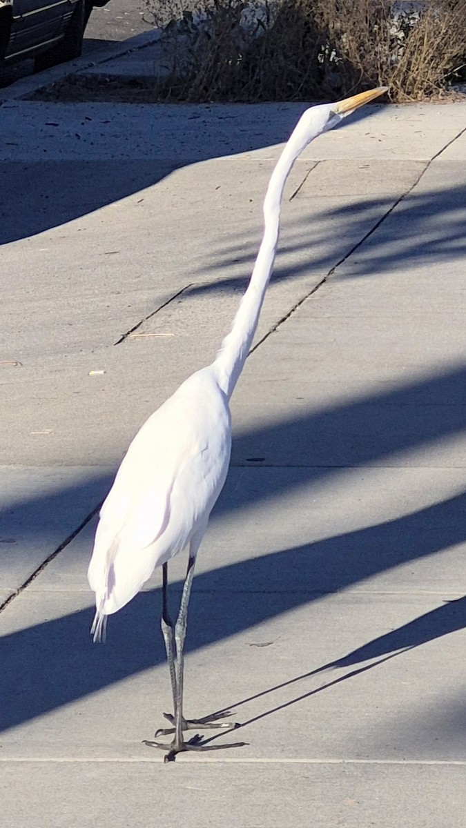 Great Egret - ML644958577