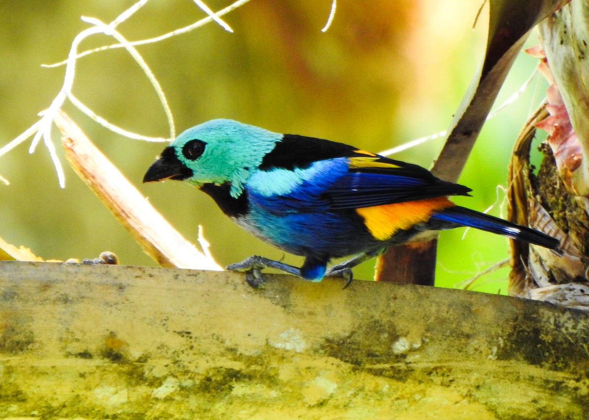 Seven-colored Tanager - ML644958589