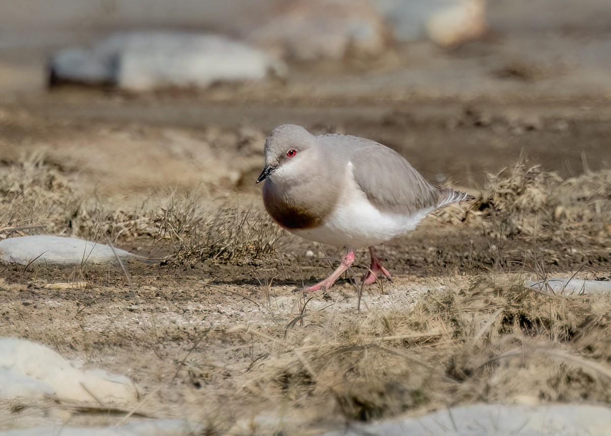 Магелланова ржанка - ML644958597