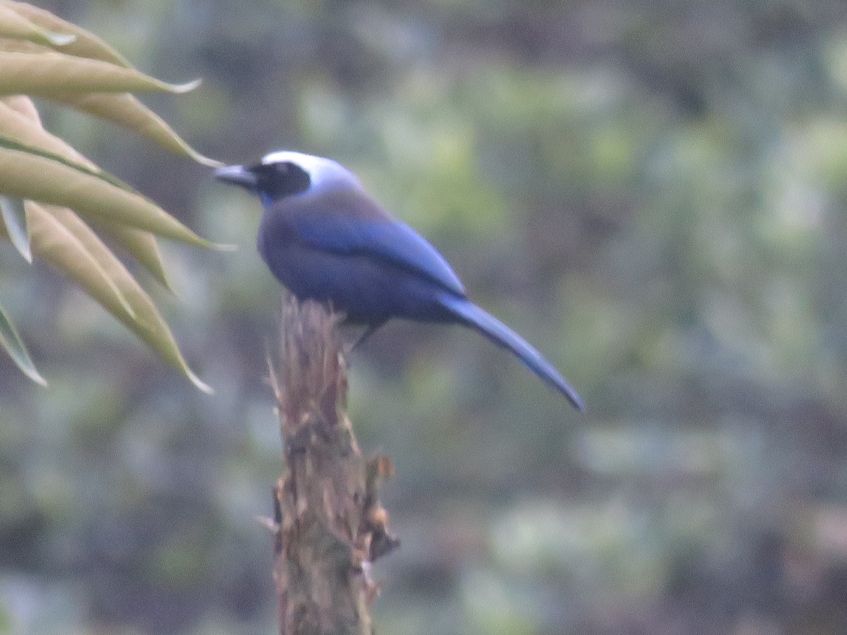 praktskrike - ML644958599